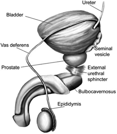 dick images|Male Genitalia Pictures, Anatomy & Diagram 